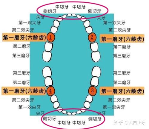 过来人告诉你 —— 上门牙缺失做什么种植牙比较好?选择种植体和缺牙位置有关吗?前牙缺失如何选择种植医生?
