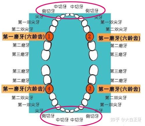 門牙實際在醫學上叫做切牙,位於牙列中最中間,面部中線兩側;是上頜中