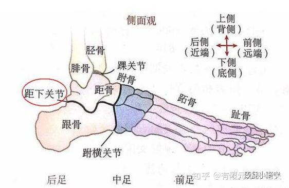 跟骨和距骨位置图片图片