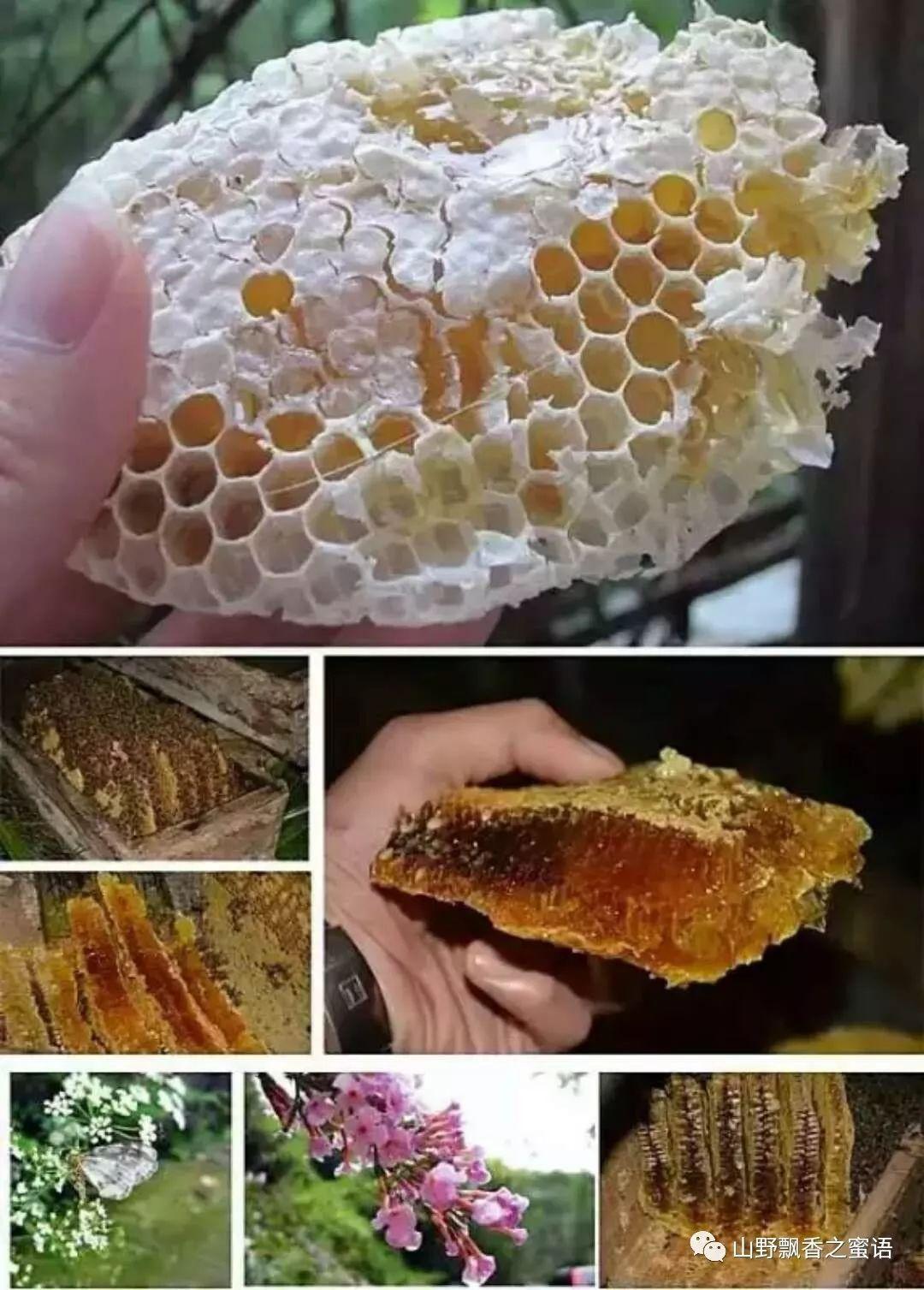 怎么辨别蜂蜜的真假? - 知乎