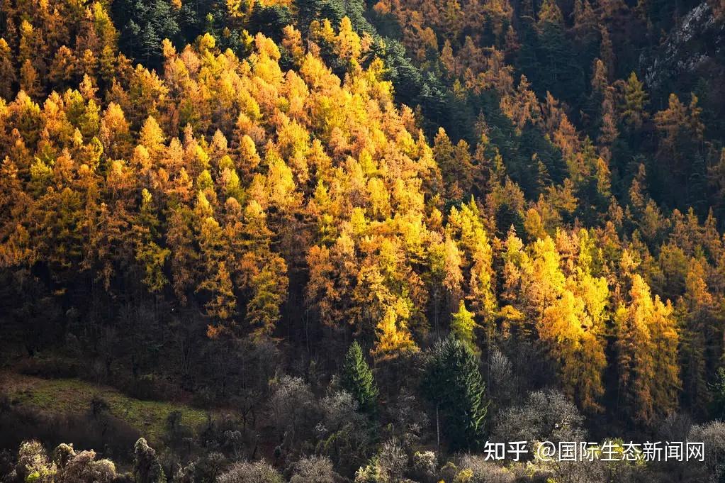 沈阳生态所揭示东北次生林主要树种氮吸收特性 - 知乎