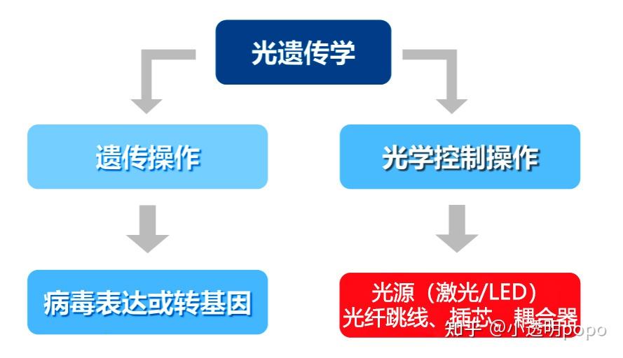 光遗传学第二篇—如何选择高品质光纤产品？ 知乎
