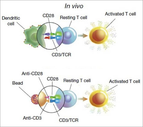 T细胞激活首选——cd3cd28单抗偶联磁珠 知乎