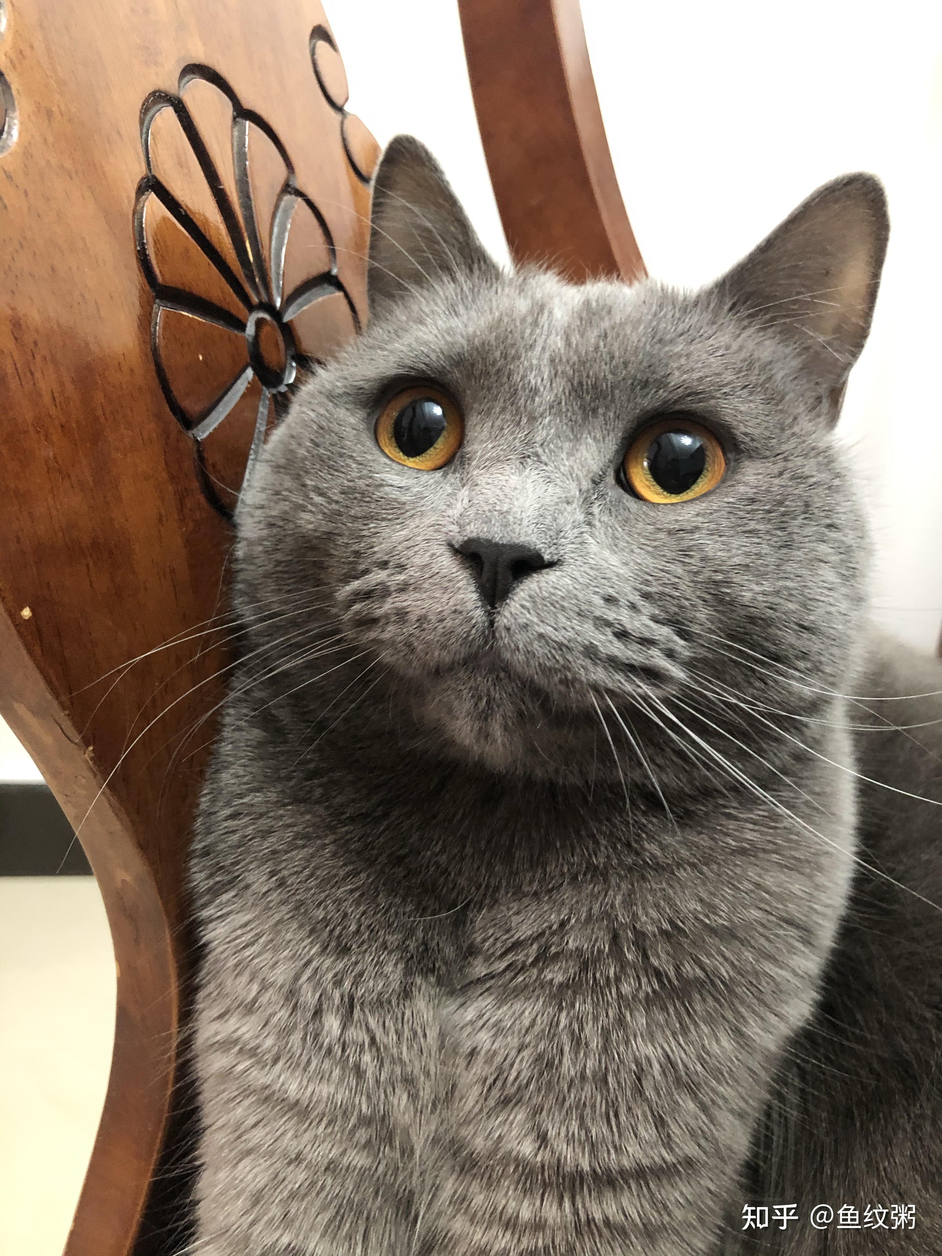 养一只特别丑的蓝猫是怎样的体验? - 知乎