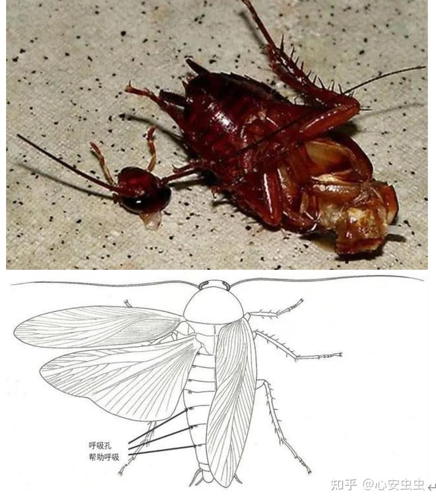 "打不死的小强" 你不知道的7个真相!