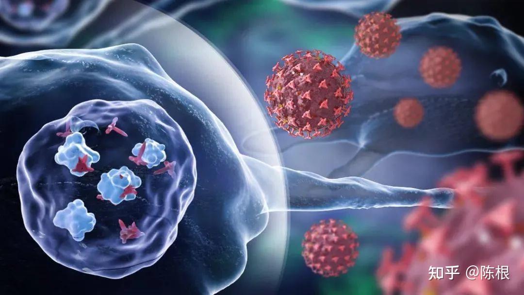 陈根亦正亦邪的巨噬细胞如何助癌生长