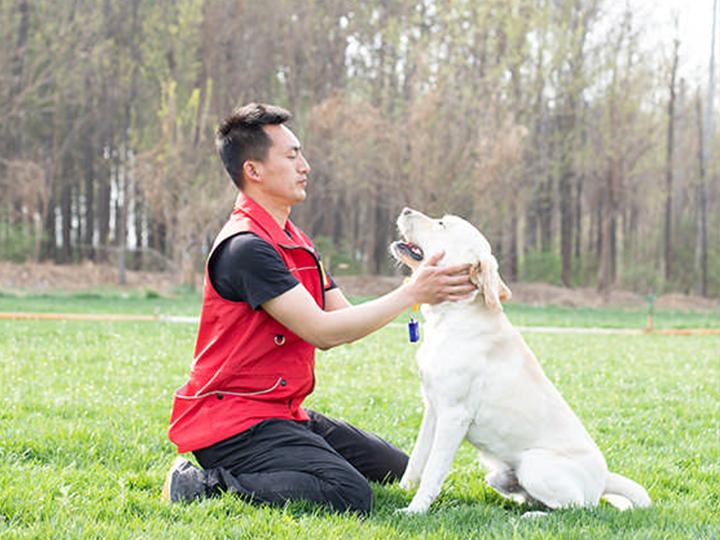 北京上门训狗 - 知乎