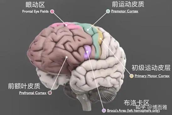 前额叶：冲动，未尝不是一件好事 - 知乎