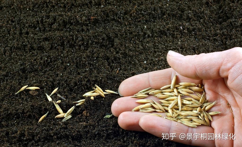 草坪绿化过程中是撒播种子好还是铺草皮更好