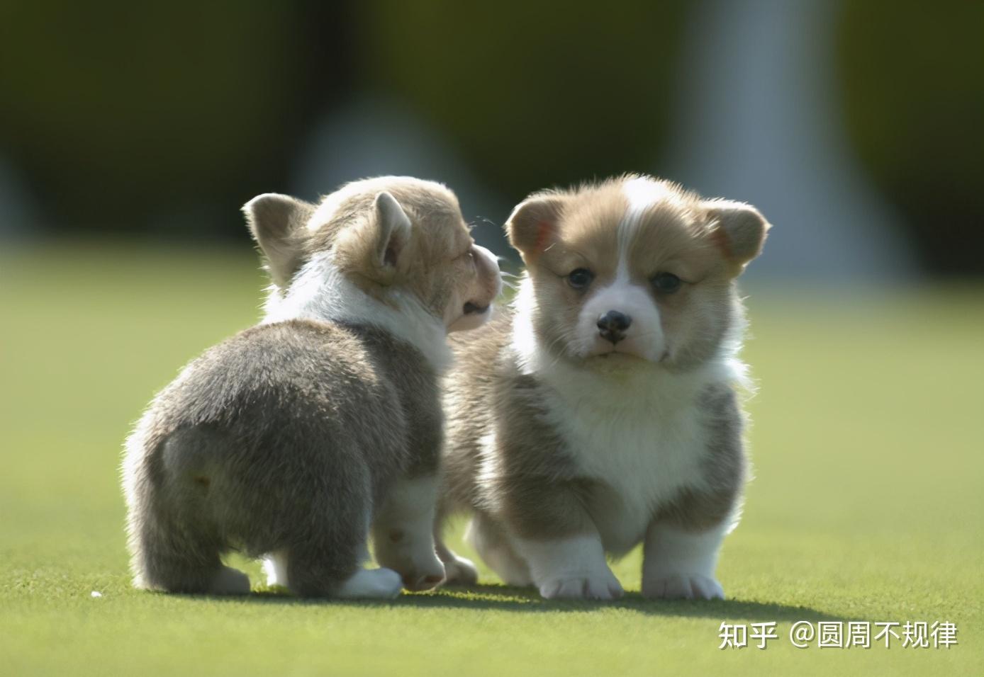 一,純種柯基犬有什麼特徵?