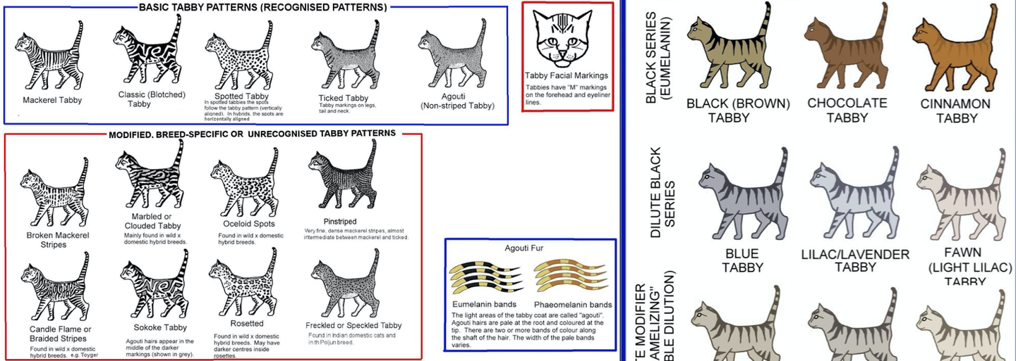 史上最全猫咪颜花纹对照表耐着性子读完秒杀90繁育人虎斑二