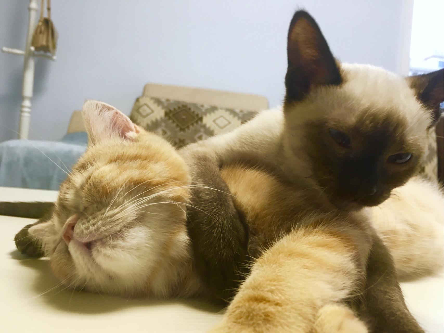 怎样清理加菲猫的泪痕?