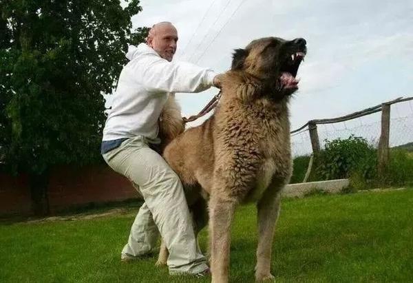 世界上著名的二十种超大型狗 你认识多少 知乎