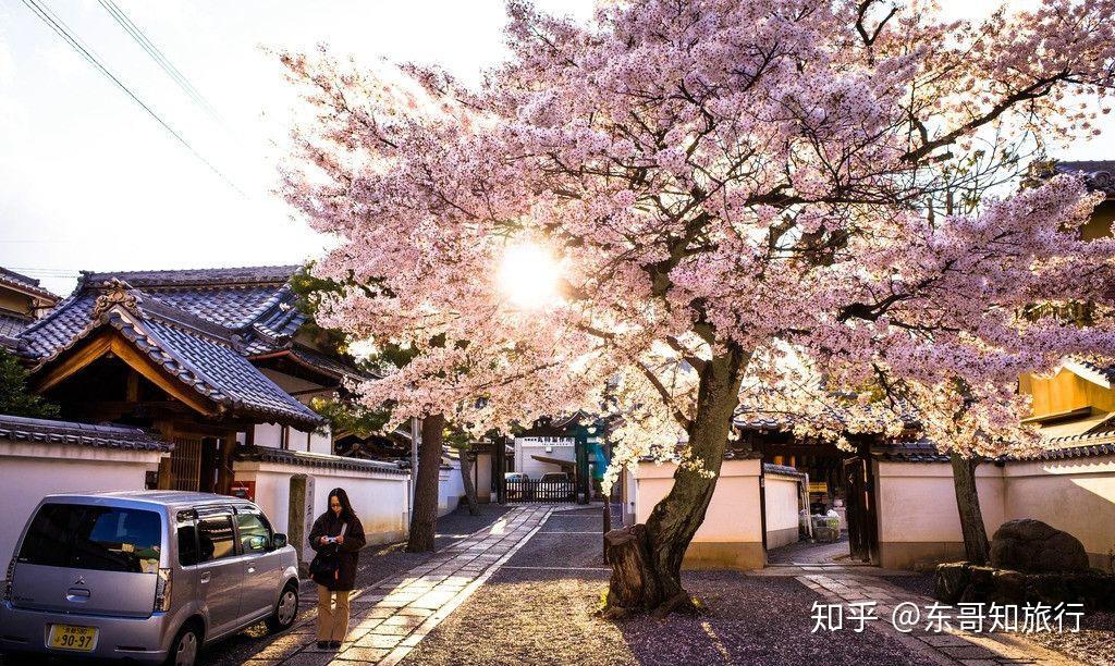 在日本人的心裡櫻花一直是最純潔的,最能代表日本人的精神,他們認為