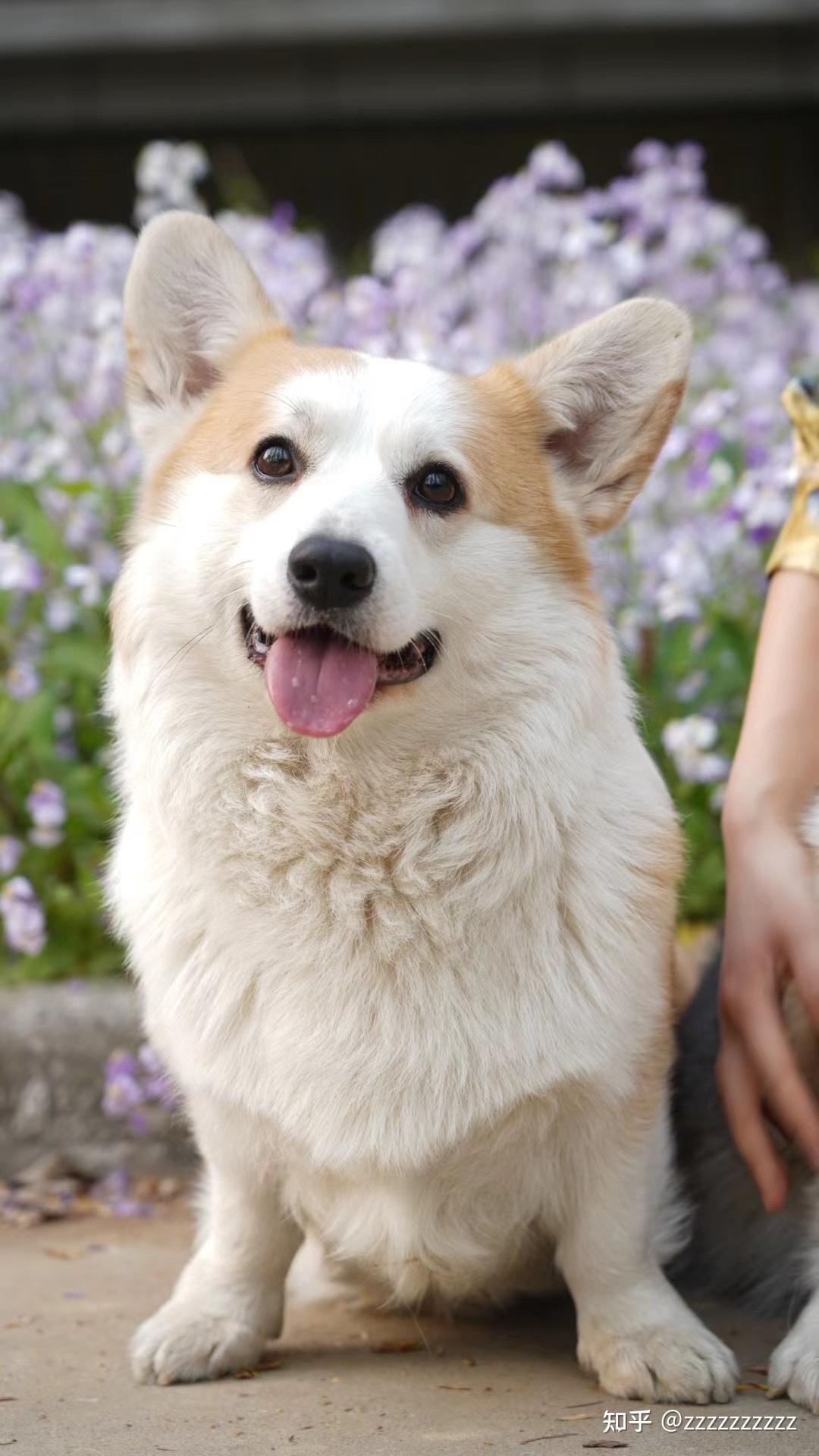 2020akc国家展柯基单独展biss all about harry(图8)的孙女,三色奶油