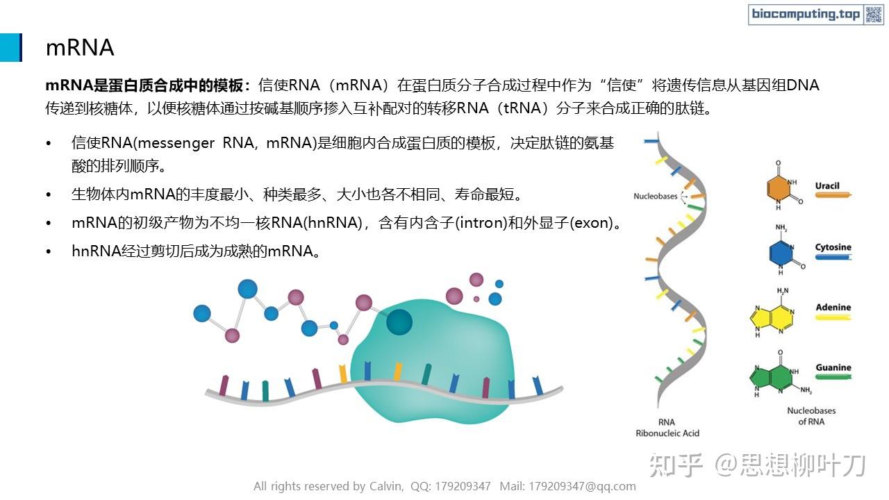 AI+生物计算基础 - 4. RNA的结构与功能 - 知乎