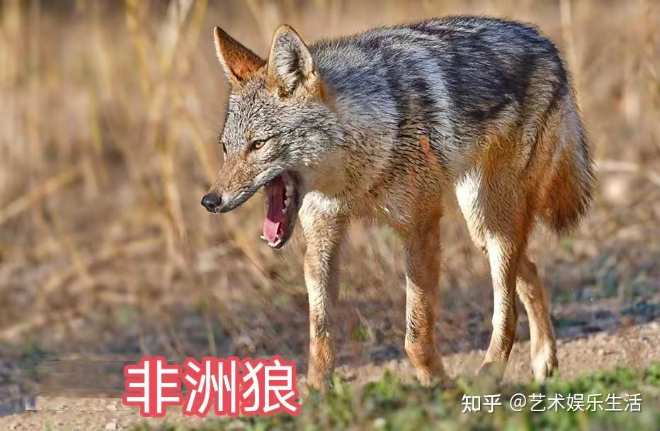 犬属的8种狼,都是生态位上的顶级掠食者 - 知乎