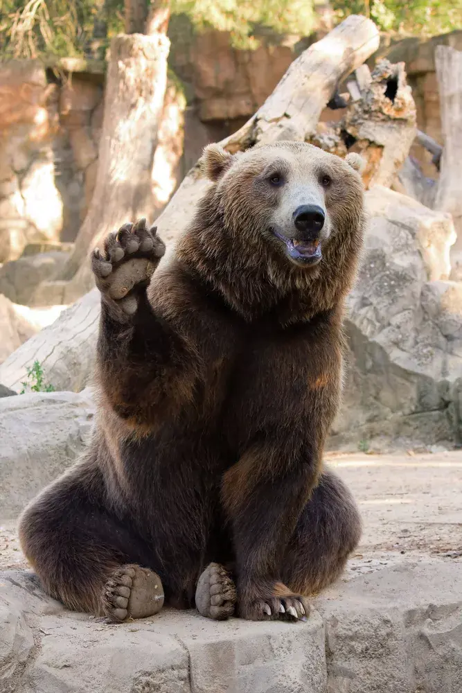 【瑞思微科普】I can't bear you=我不熊你?