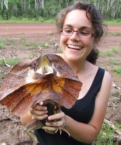 或许你从来没有见过的蜥蜴-伞蜥 - 知乎