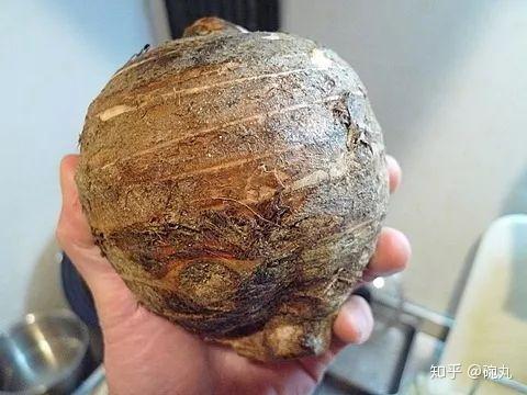 芋头 日本的里芋 海老芋 芋茎都是啥 知乎