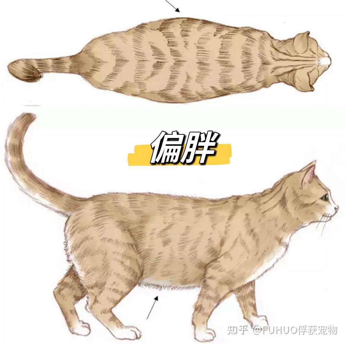 如何判断猫咪胖瘦?猫咪太胖是好事吗?什么样的体型才算标准呢... - 知乎