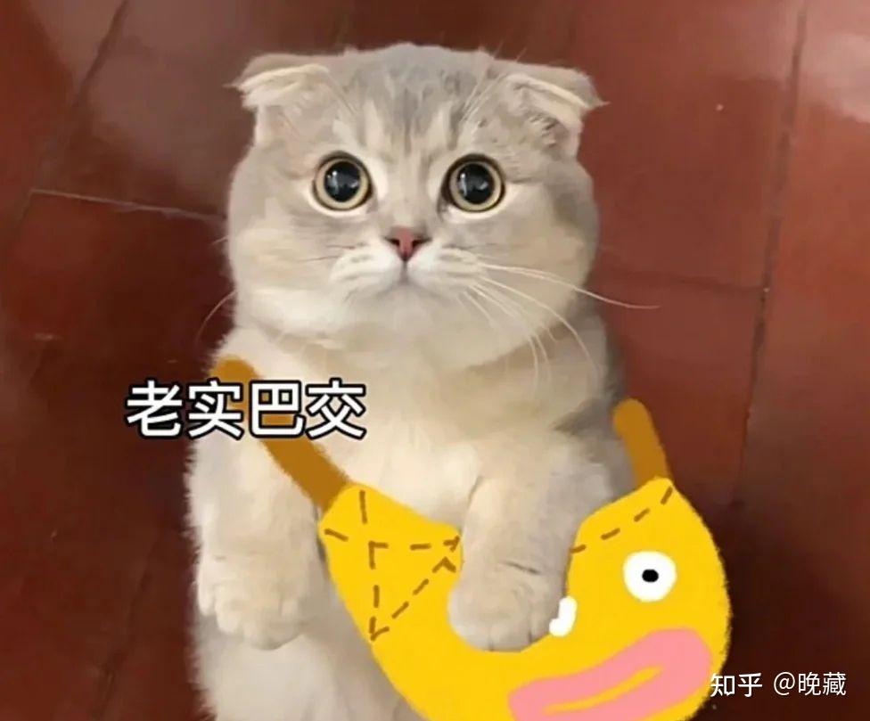 猫咪打咩表情包图片