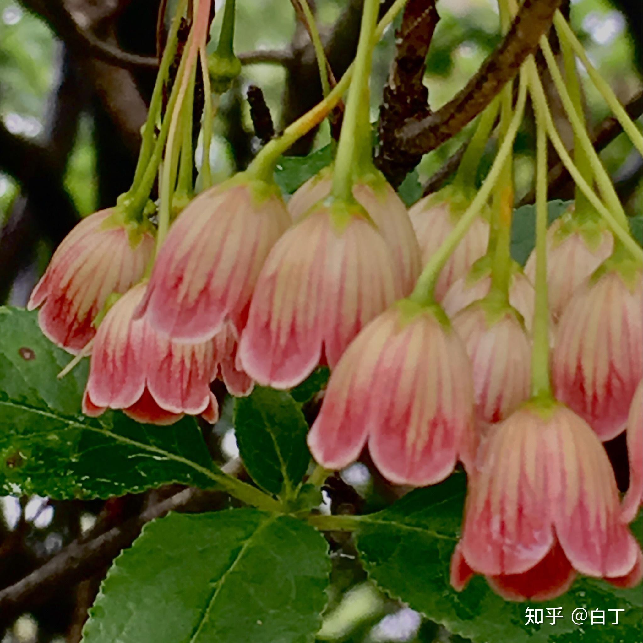 26615灯笼杜鹃16615一树繁花