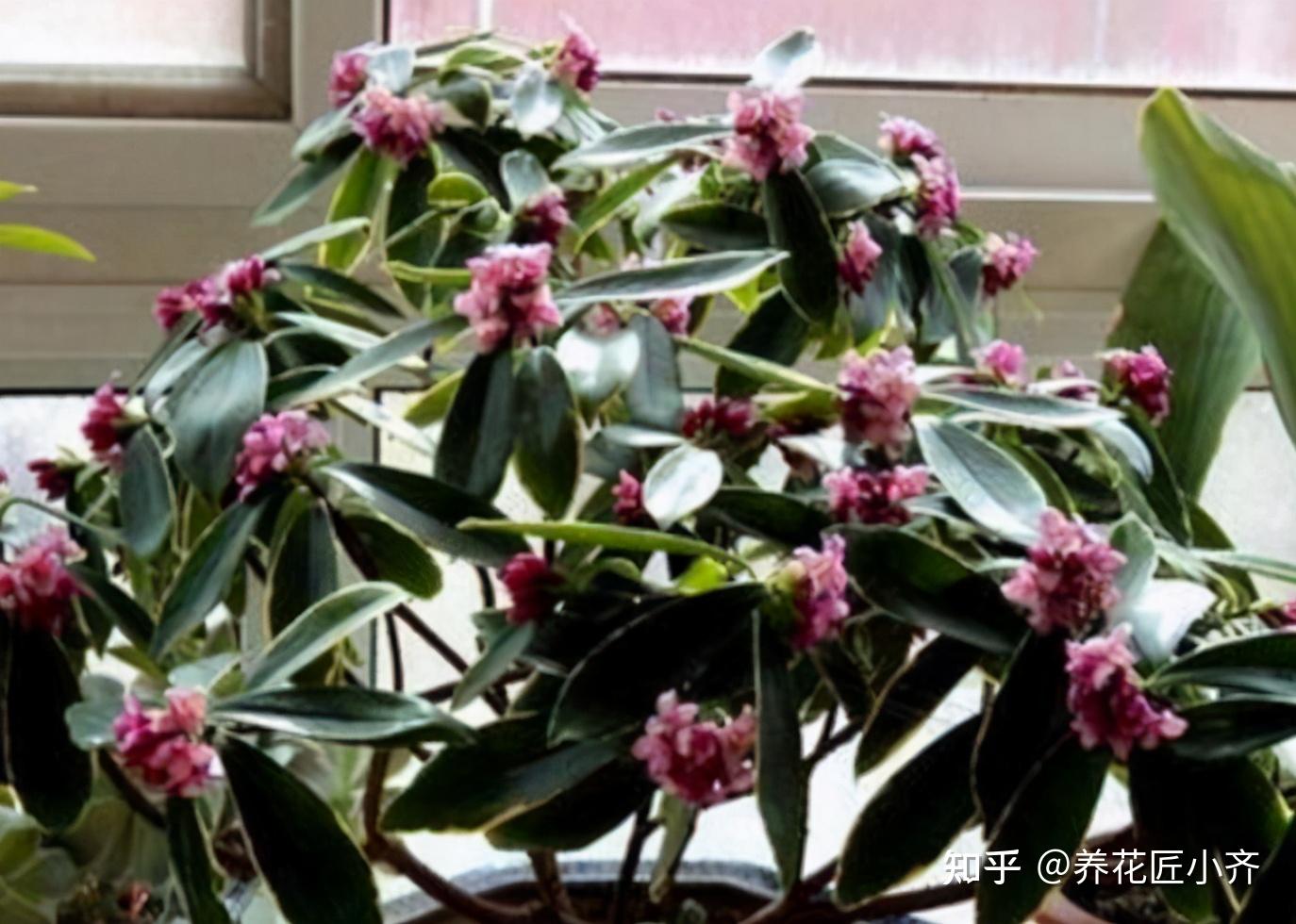 家中常见的这些花摆放位置很关键否则花期短甚至不开花