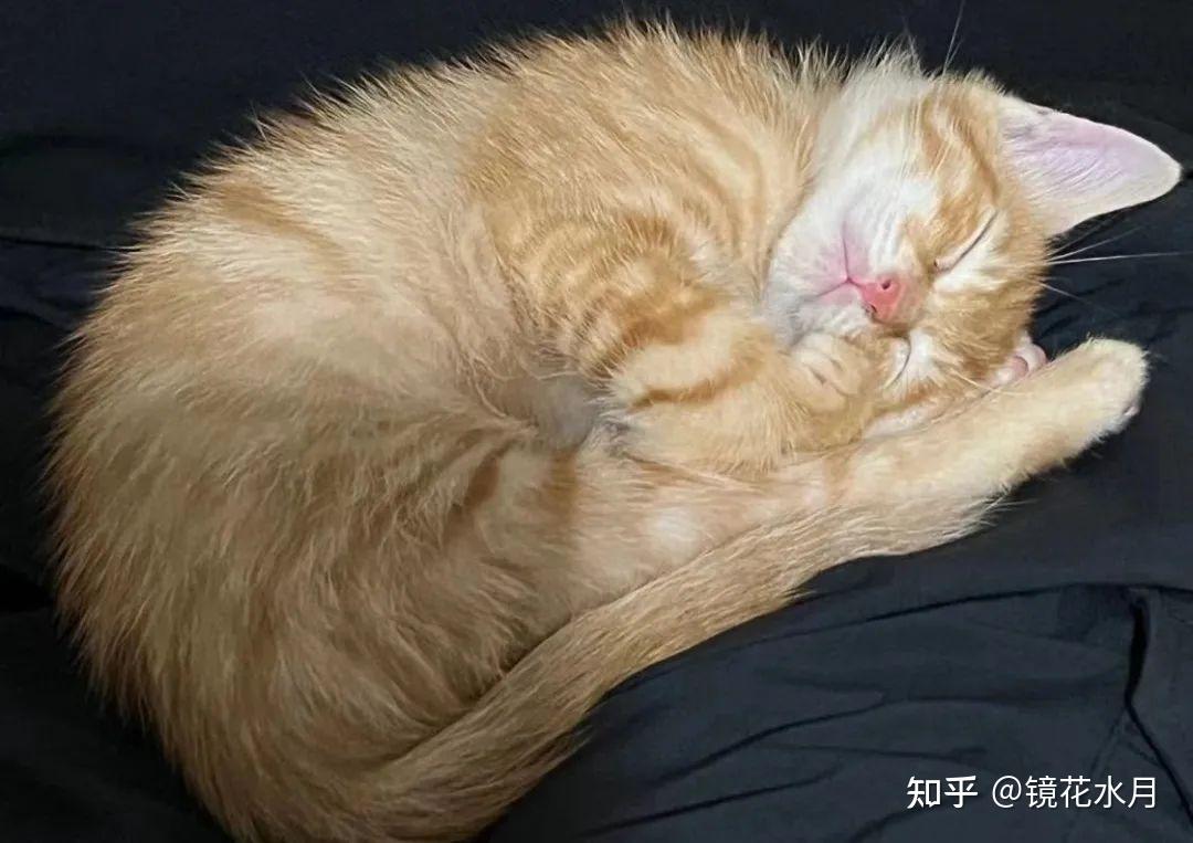 带猫猫去绝育，感觉被套路！ 知乎 6316