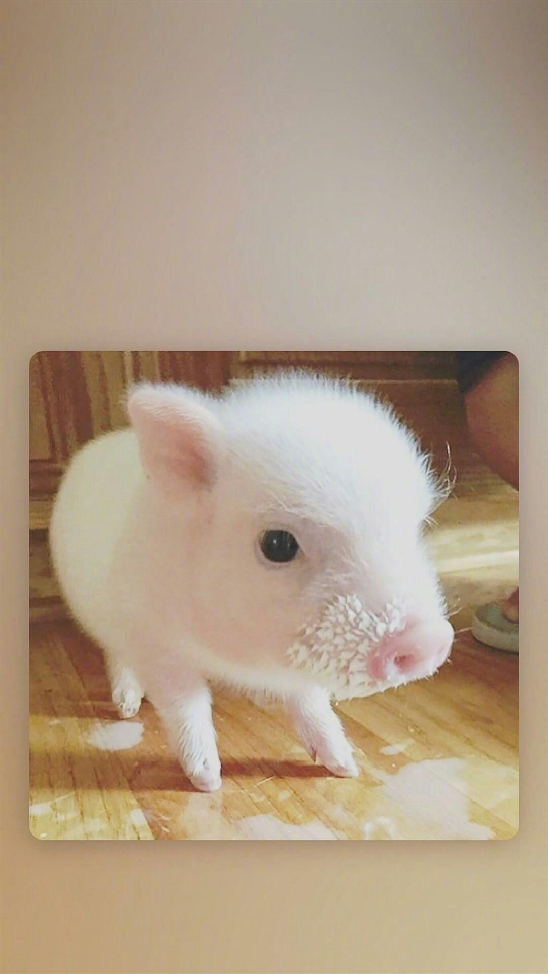 猪的图片萌萌-图库-五毛网