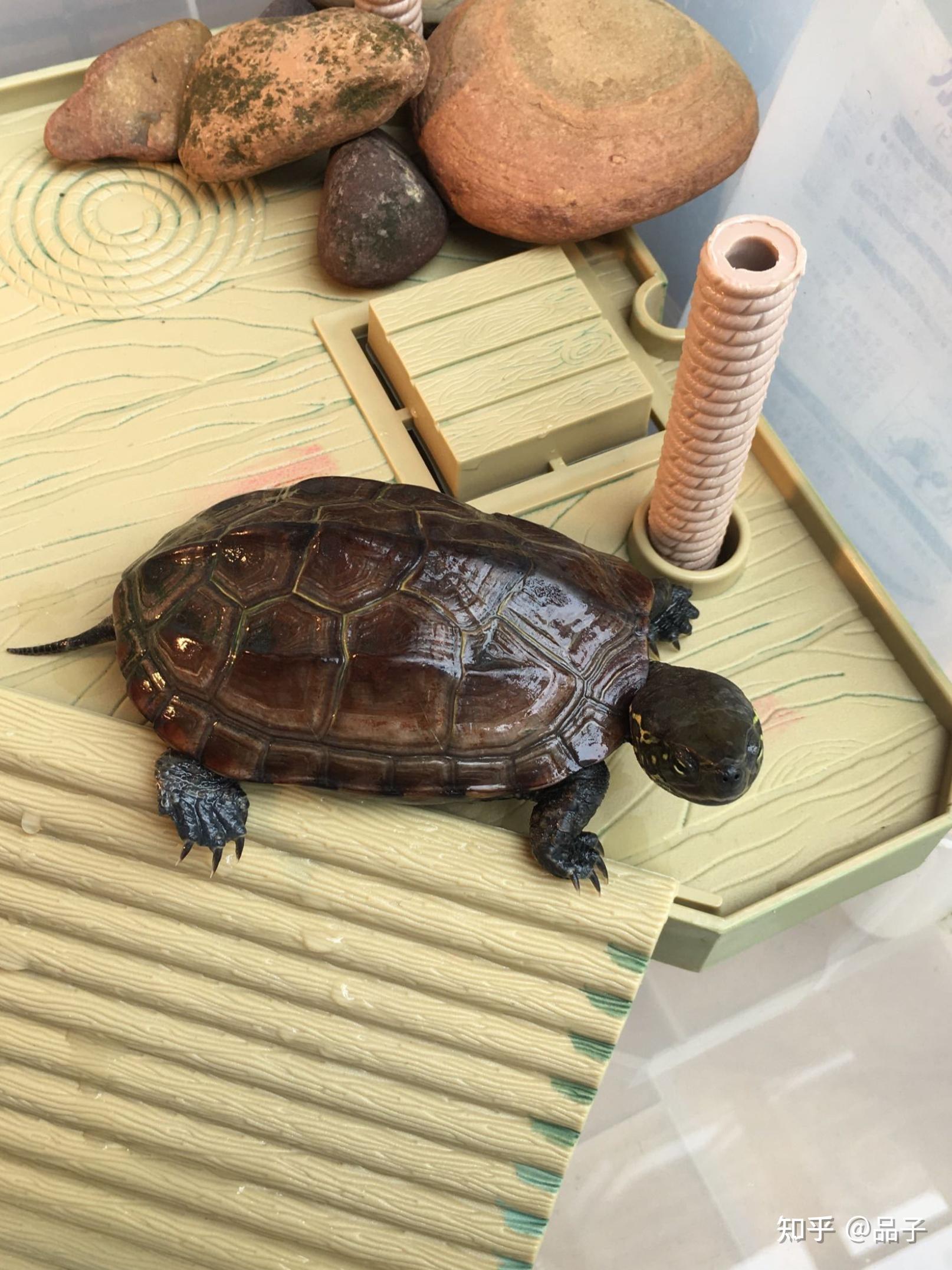 新手养龟保姆式指南！ - 知乎