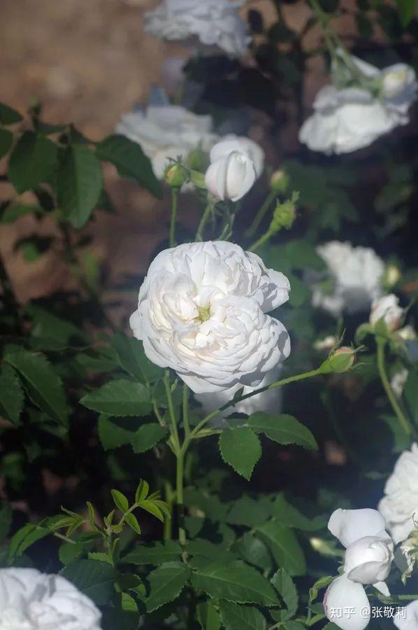 生态客自然观察【分科识花图鉴】32 蔷薇科 b 蔷薇亚科(下) - 知乎