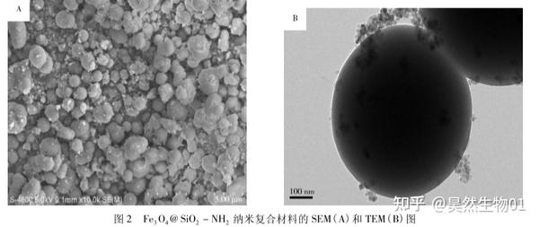 核壳结构Fe3O4@SiO2-NH2磁性微球(500nm)的合成实验 - 知乎