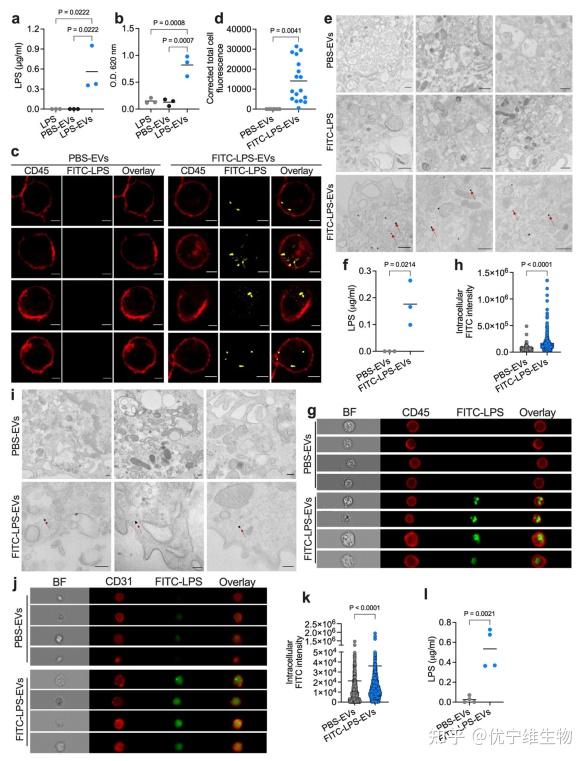Cell、Nature揭秘细胞焦亡新机制:焦亡和外泌体顶流热点间的碰撞 - 知乎