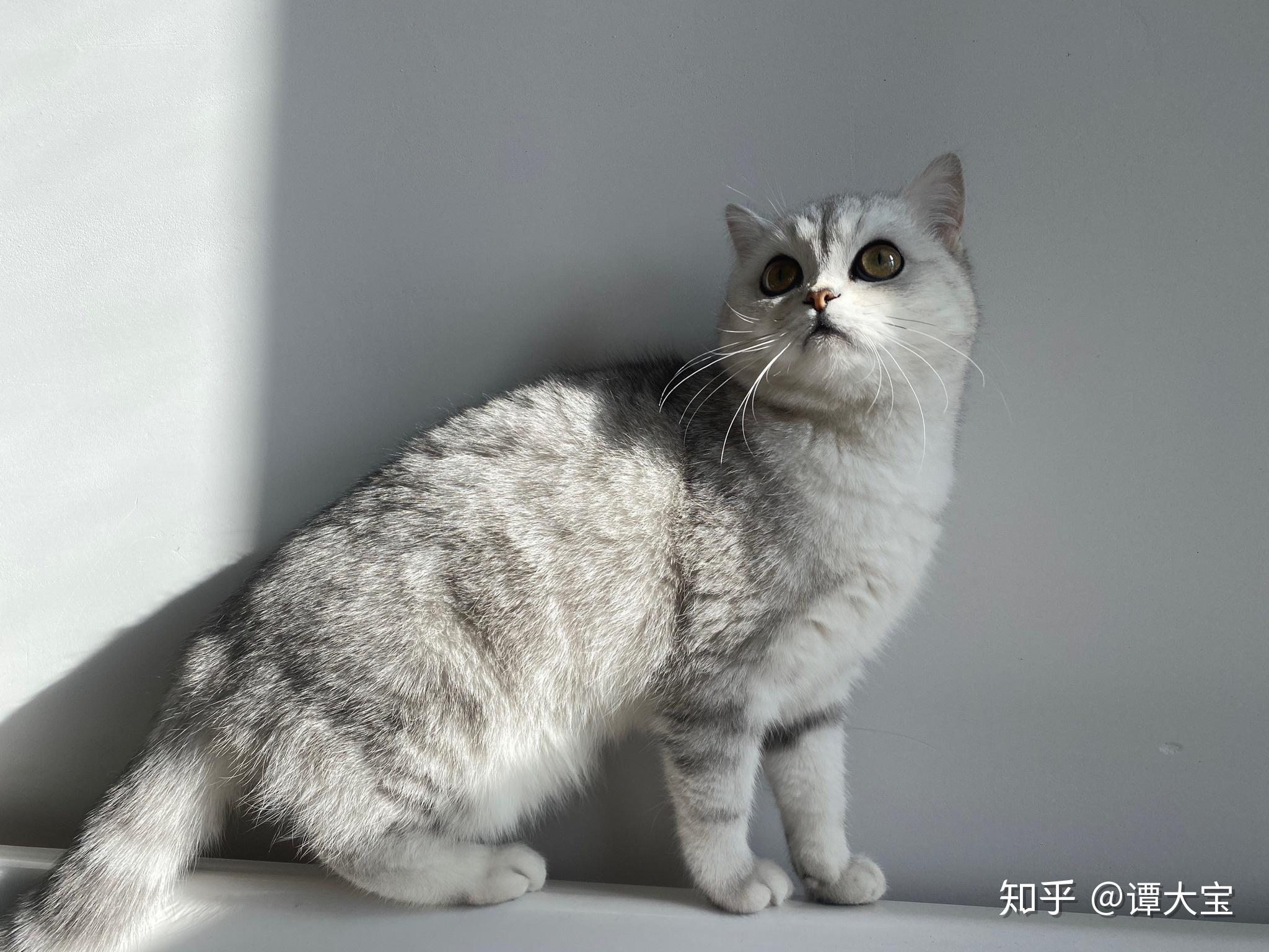 金渐层和银渐层哪个好? - 知乎