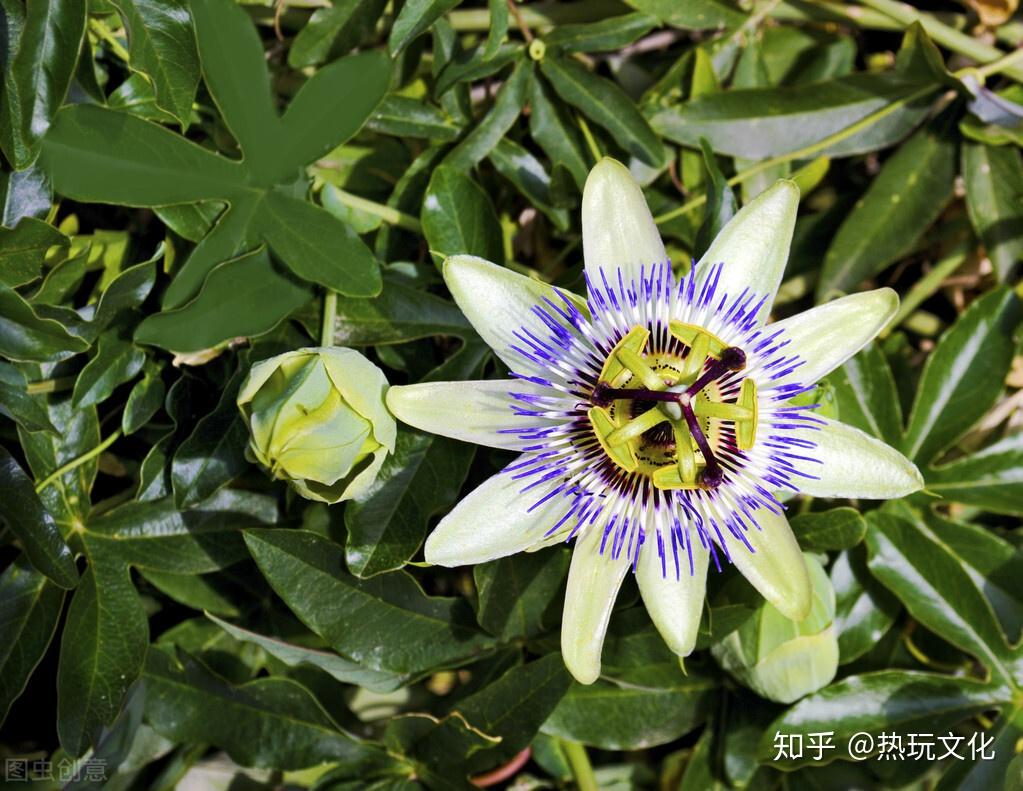 爱的花语之时钟花 - 知乎