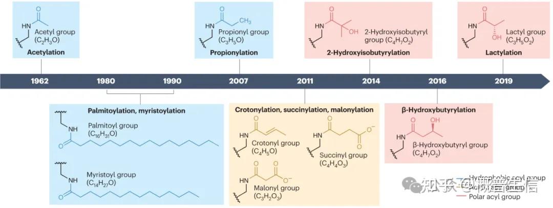 Nature最新综述:天津大学何国伟院士团队解析心肌肥厚的十大酰化修饰 - 知乎