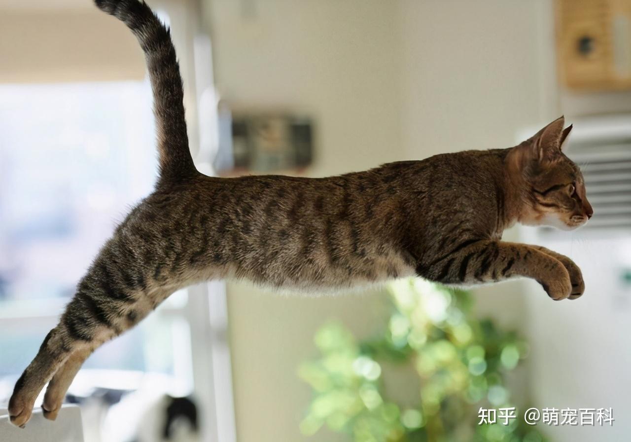 “土猫有什么好晒的”:田园猫真的不值得养吗? - 知乎