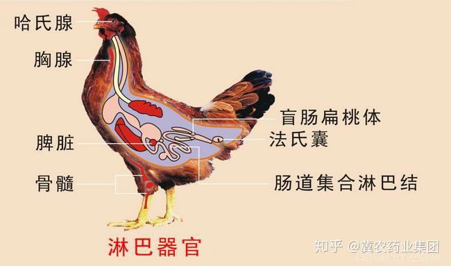 肉鸡开口呼吸什么原因