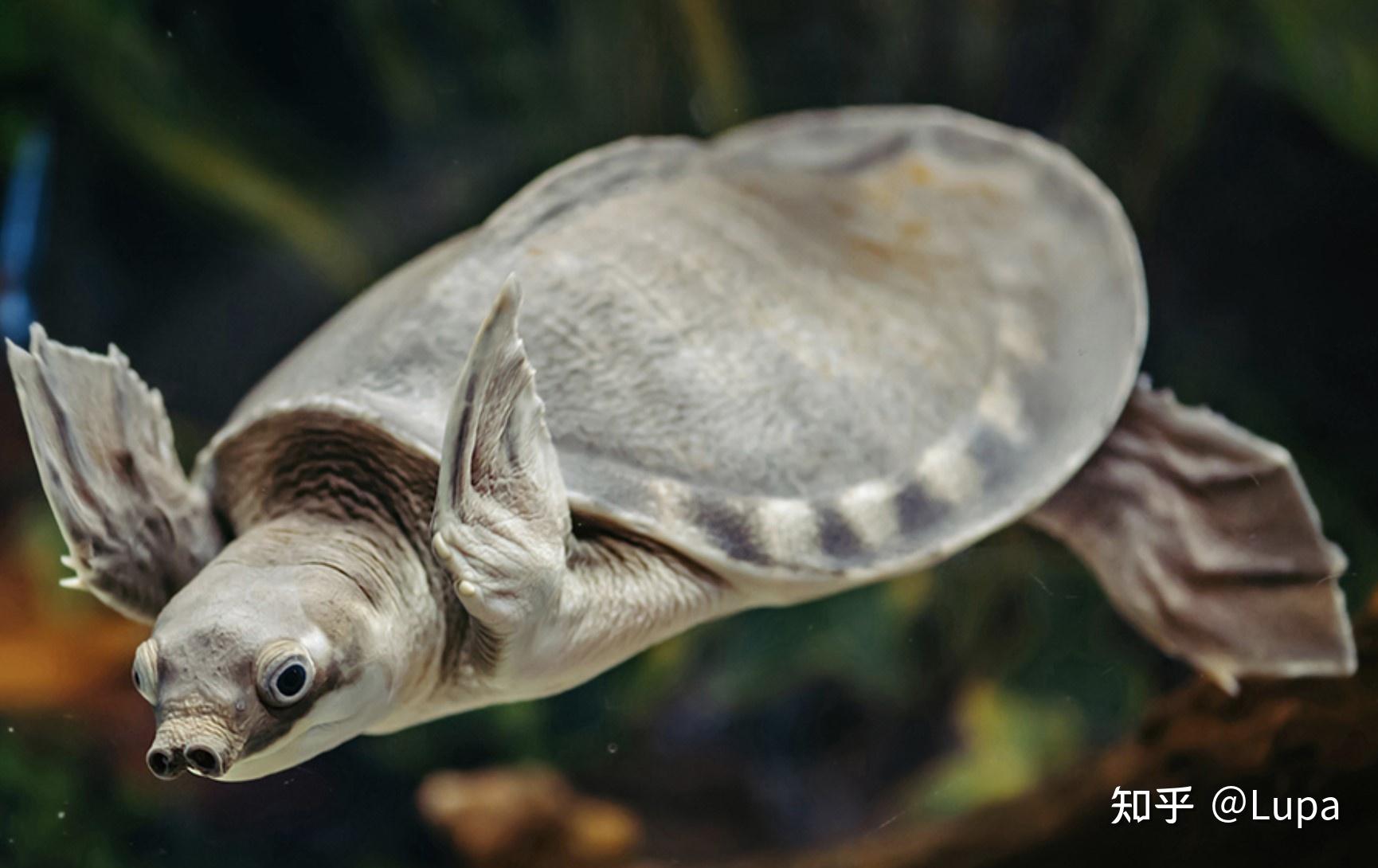 按价格排序常见观赏龟类推荐(水龟篇) - 知乎