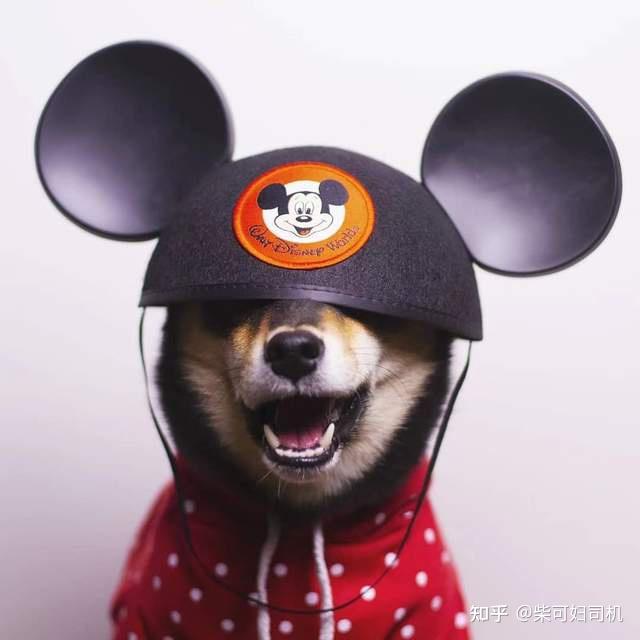 法斗,柯基和柴犬,哪个适合你真的了解了吗? - 知乎