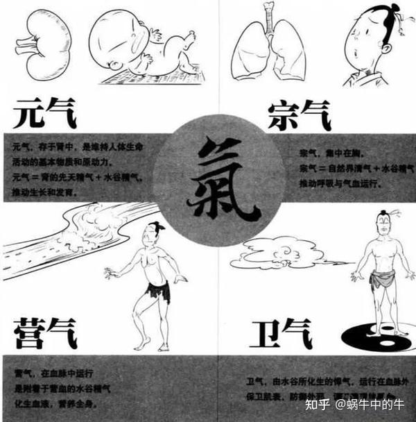 中医基础知识·气的分类 - 知乎
