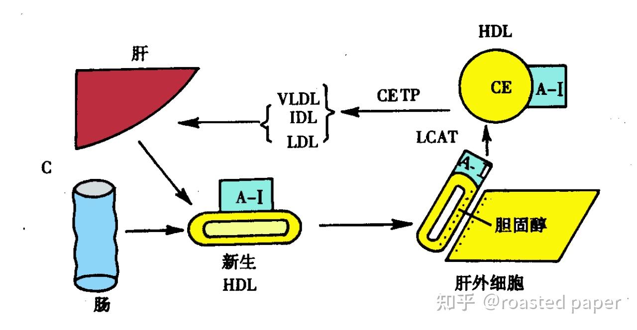 生化与分子生物学——代谢篇之脂质代谢 - 知乎