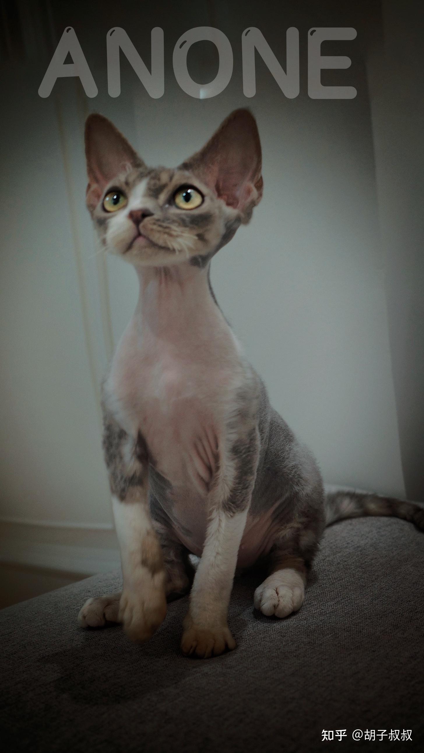 德文弟弟找宠物家庭啦