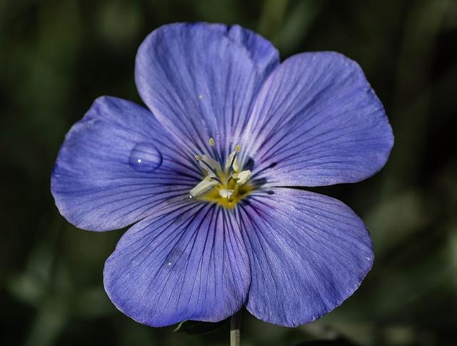 蓝色亚麻花,花朵并不妖艳,而是一种相对朴实的美,但又透露着优雅和