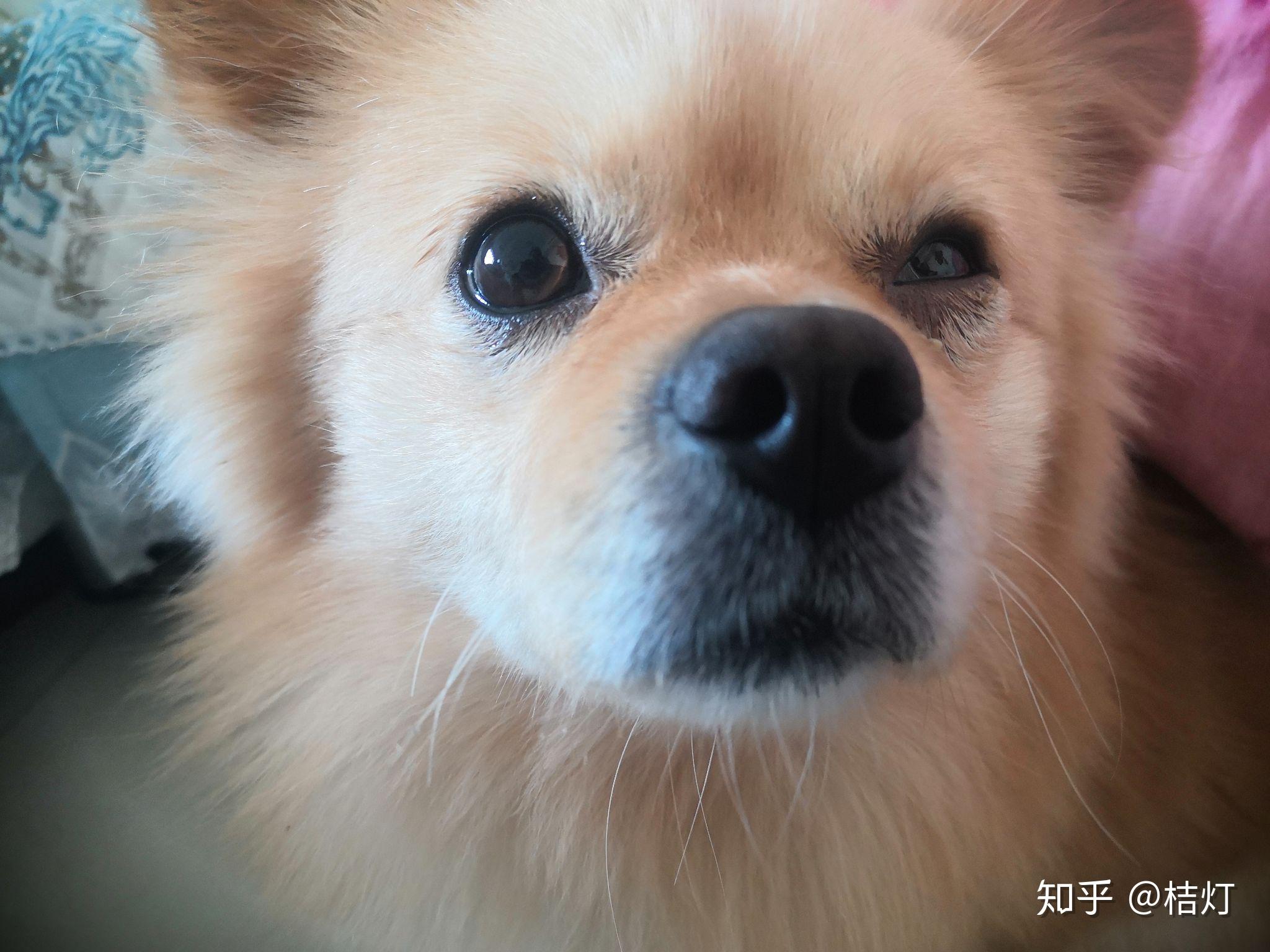 求救宠物狗 - 知乎