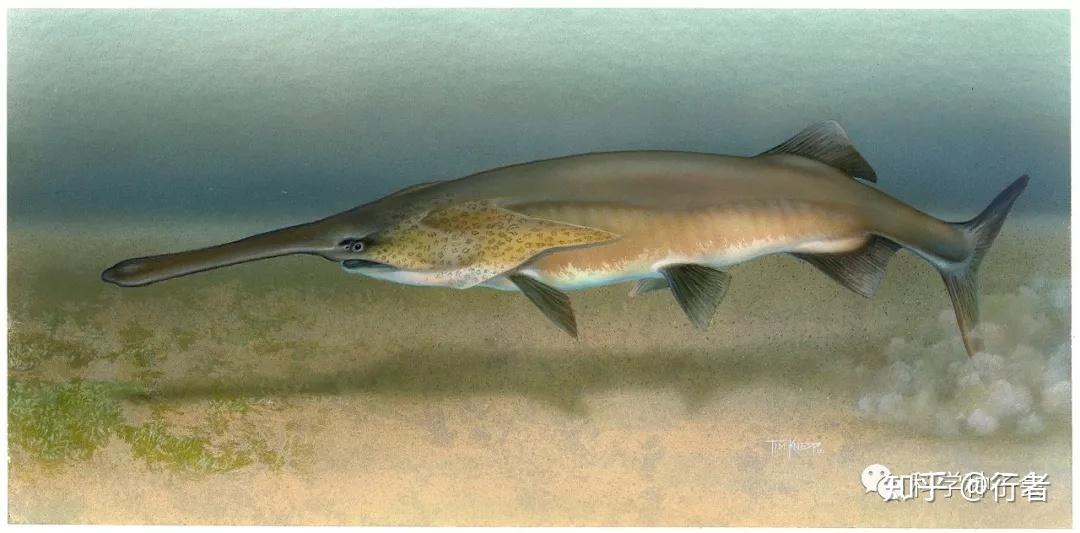 长江白鲟不能白死