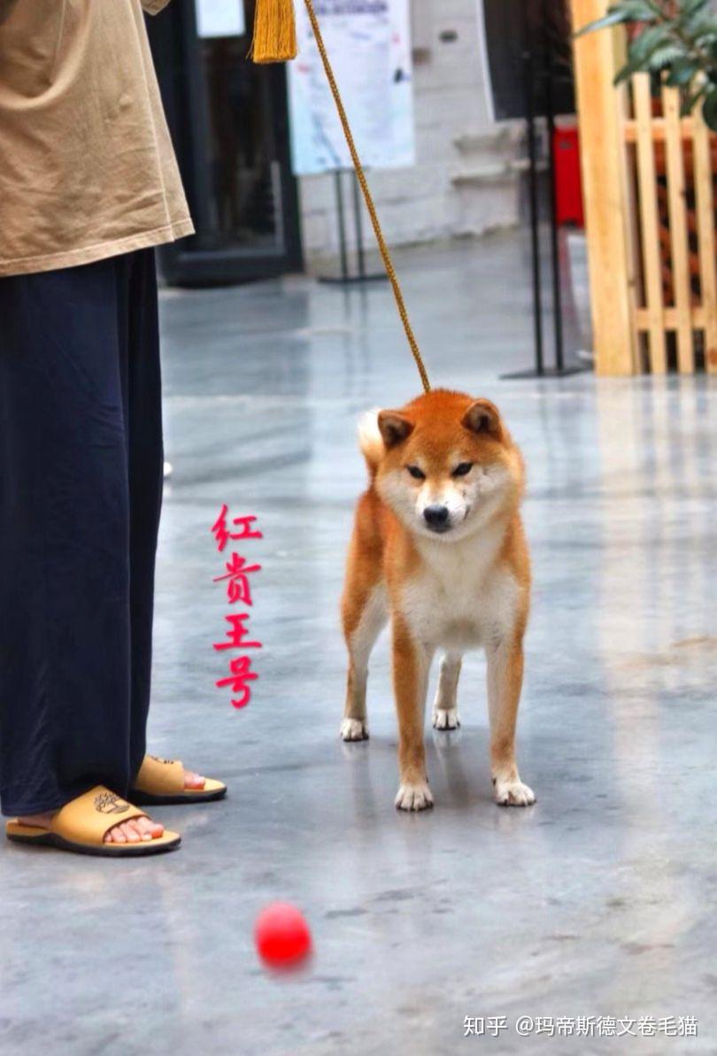 日本当红赛级柴犬种公红贵王号