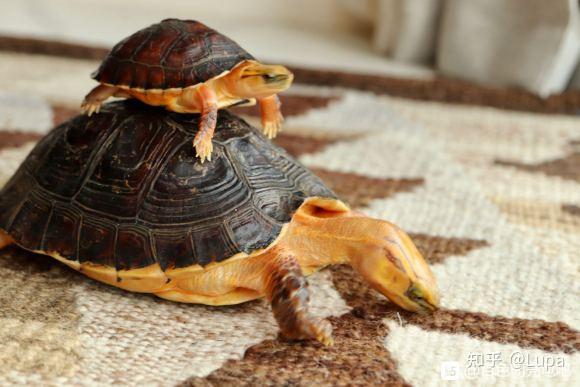 按价格排序常见观赏龟类推荐（半水龟篇） - 知乎