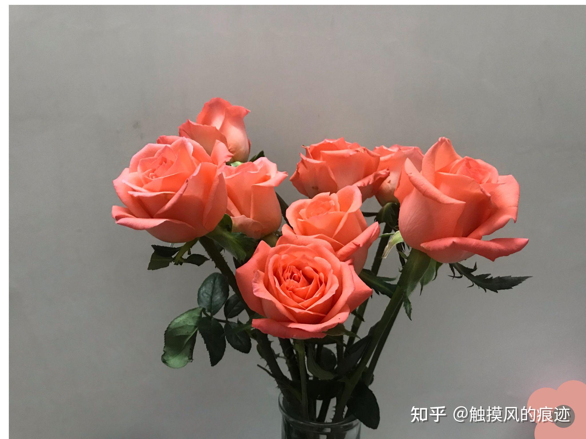 影星玫瑰